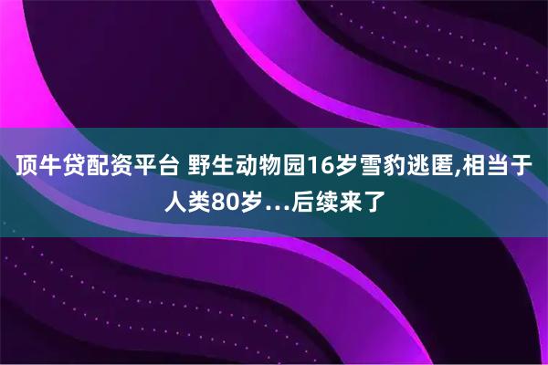 顶牛贷配资平台 野生动物园16岁雪豹逃匿,相当于人类80岁…后续来了